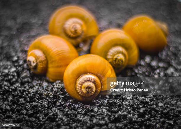 Shell Less Yellow Snails 794 Yellow Snail Stock Photos, High-Res Pictures, and Images - Getty Images