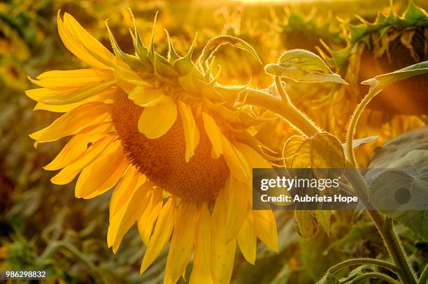 sunlit sunflower by aubrieta v hope - aubrieta stock pictures, royalty-free photos & images