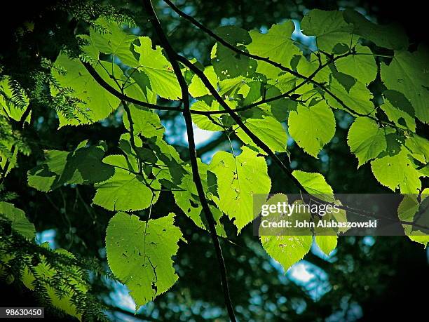 green leaves of an aspen tree - parry sound stock pictures, royalty-free photos & images