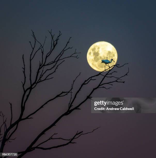 a fork, a spoon and the moon - andrew caldwell stock pictures, royalty-free photos & images