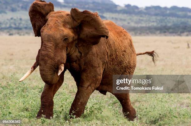 full charge of bull african elephant - fukui prefecture foto e immagini stock