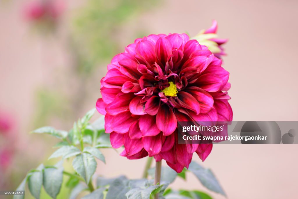 Photo by: swapna rajekorgaonkar