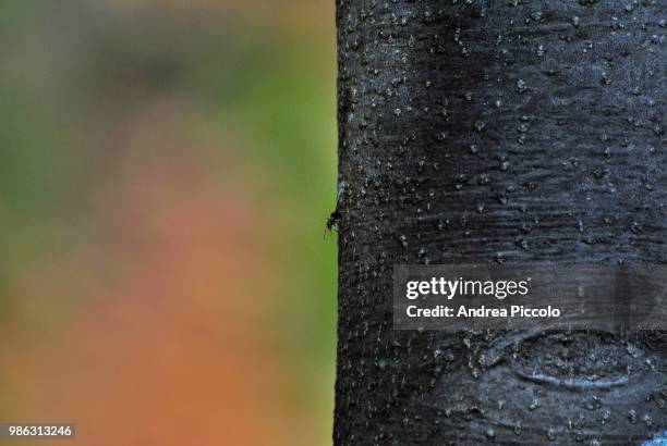 Anto Tree 266 Ant Tree Stock Photos, High-Res Pictures, and Images - Getty Images