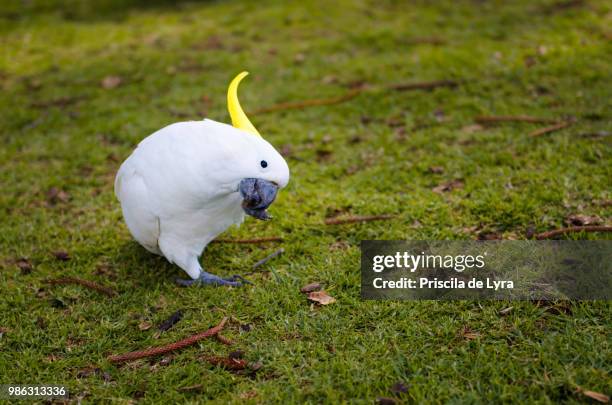 lunch time - cockatoo stock pictures, royalty-free photos & images