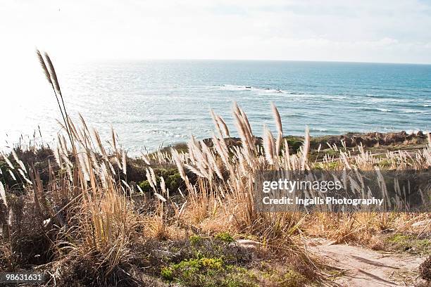 northern california coast dunes - pampas grass stock-fotos und bilder