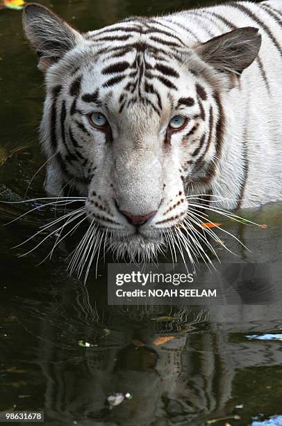 Rare Indian white tiger soaks in a pond at the Nehru Zoological Park in Hyderabad on April 23, 2010. As temperatures currently hover around the 40...