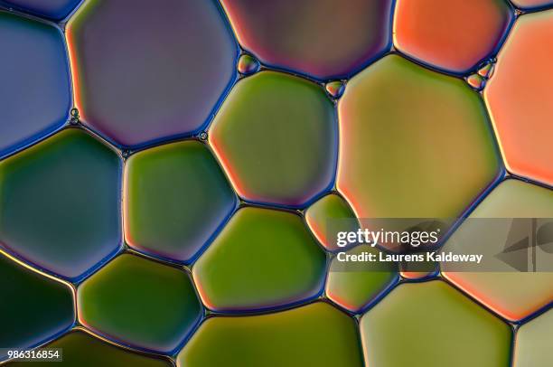 oil and water - cell biology stockfoto's en -beelden