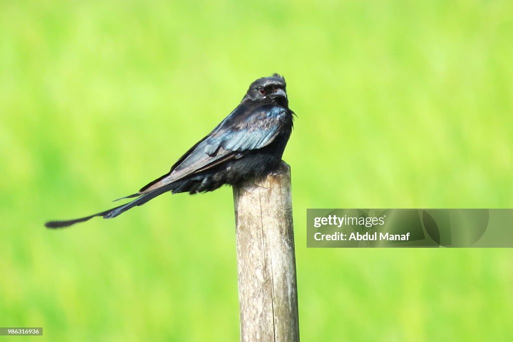 Black Drongo