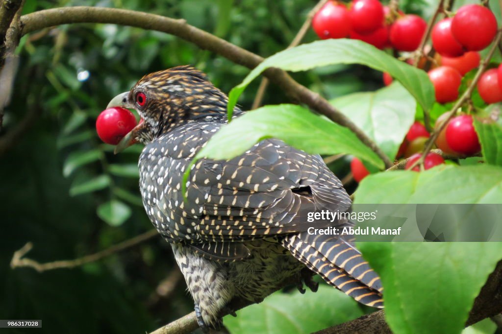 Female Asian koel