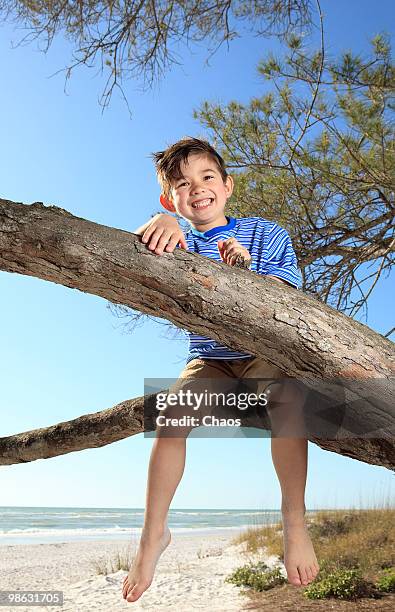 boy sitting in a tree at the beach - anna maria island foto e immagini stock