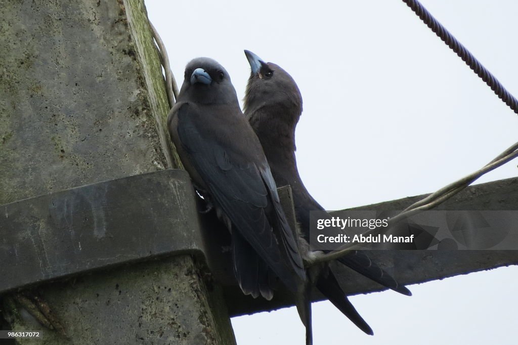 ASHY WOODSWALLOW