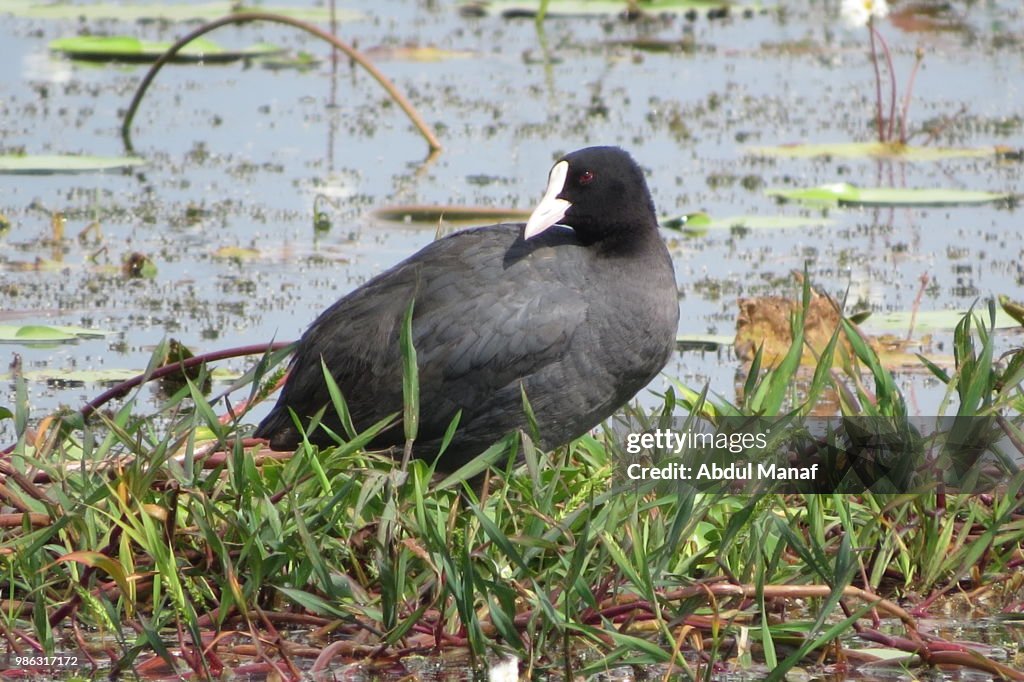 EURESIAN COOT