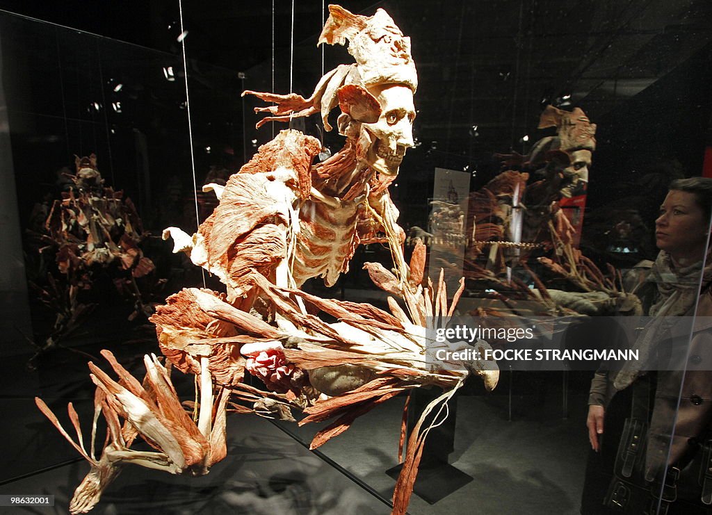A visitor looks at a plastinated mythica