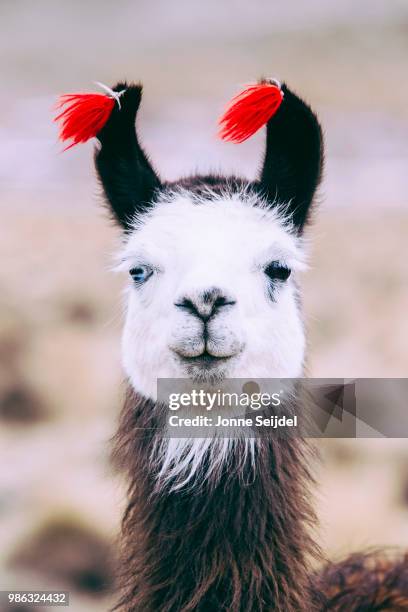 llama brush - llama animal stock pictures, royalty-free photos & images