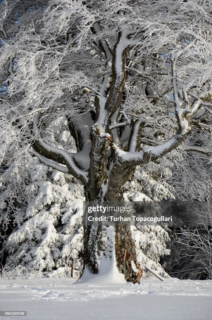 Tree in winter