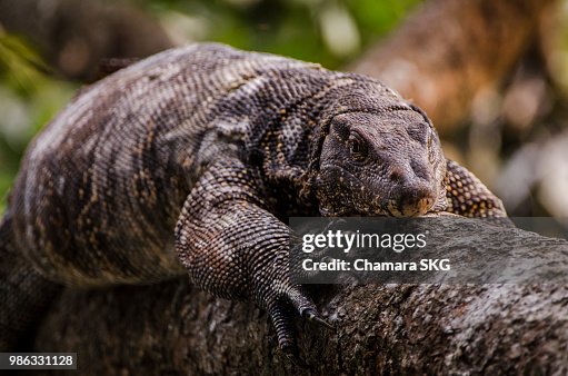 Monitor Lizard Monitor Lizard