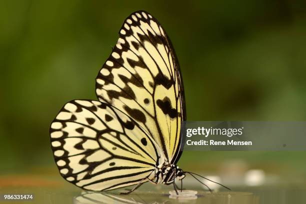 rice paper butterfly - mensen fotografías e imágenes de stock