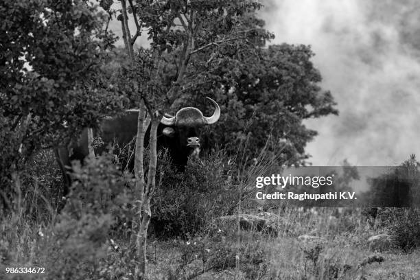 gaur _ indian bison - gaur stock pictures, royalty-free photos & images