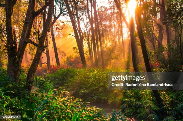 sunrise in the forest - madagascar stock pictures, royalty-free photos & images