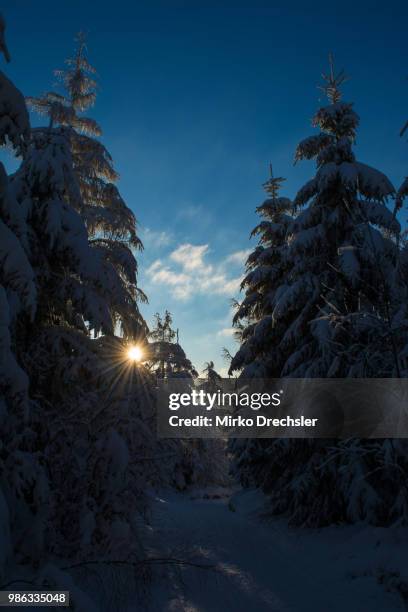 winterwald - winterwald stock pictures, royalty-free photos & images