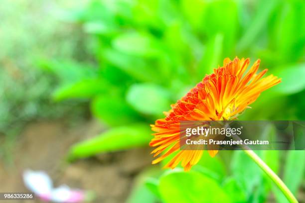 garden flower (zarbara) - girasol común fotografías e imágenes de stock