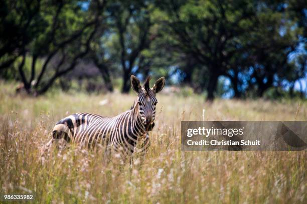 study of zebra - cebra de montaña fotografías e imágenes de stock