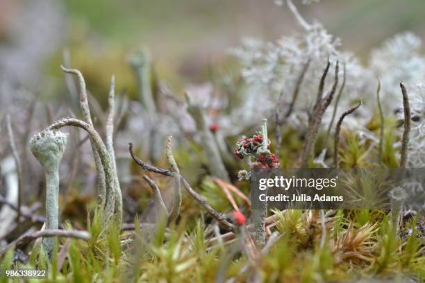 moss cladonia - cladonia stock pictures, royalty-free photos & images