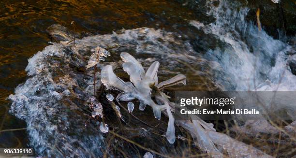 eisblume im fluss - iceflower in the river - eisblume stock-fotos und bilder