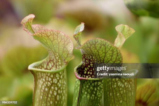 sarracenia flava - insectivora stock pictures, royalty-free photos & images