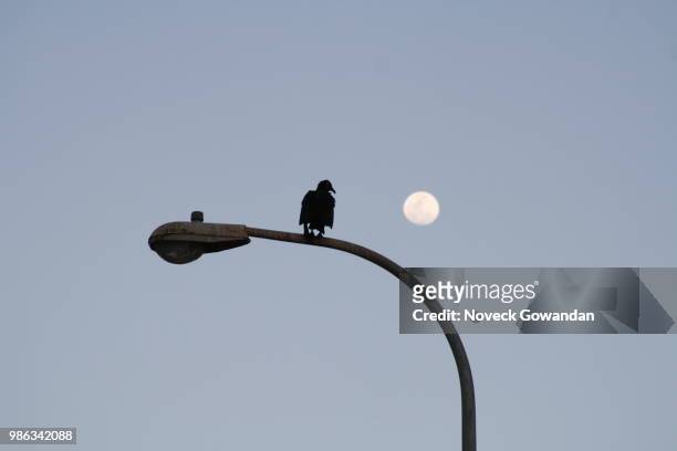 the corbeau and the moon - corbeau stock pictures, royalty-free photos & images