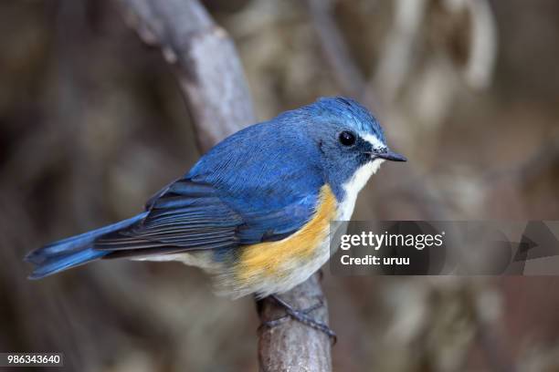 2,162 Oiseau Stock Photos, High-Res Pictures, and Images - Getty
