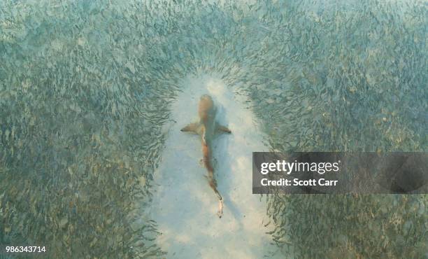 high angle view of a shark swimming through a school of fish. - school vissen stockfoto's en -beelden