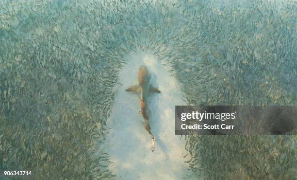 high angle view of a shark swimming through a school of fish. - school of fish stock pictures, royalty-free photos & images