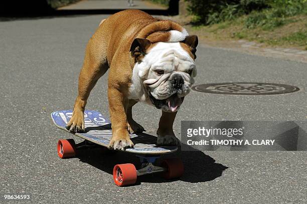 Tillman, the world�s fastest skateboarding canine, gets in some practice as he runs in Central Park April 23, 2010 before competing at �Bark in the...