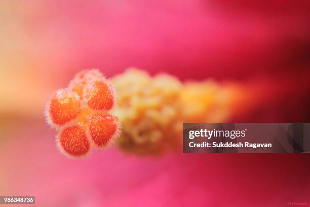 the pollen grain - pollen grain stock pictures, royalty-free photos & images