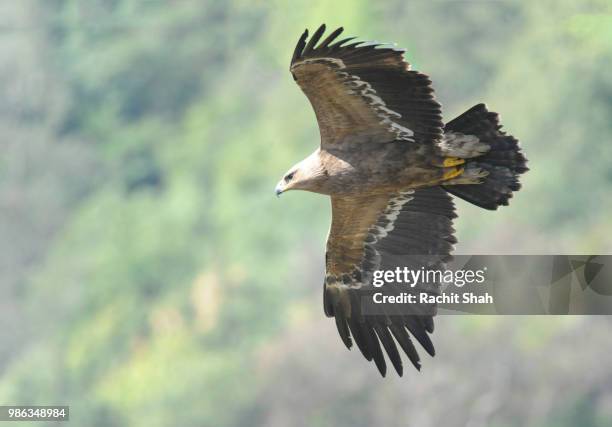 steppe eagle - steppe eagle stock pictures, royalty-free photos & images