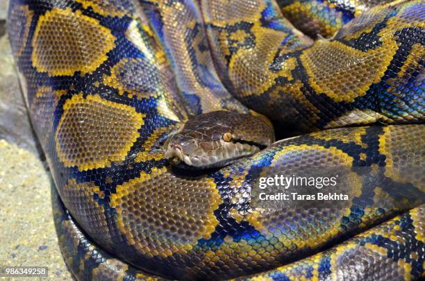 python - netzpython stock-fotos und bilder