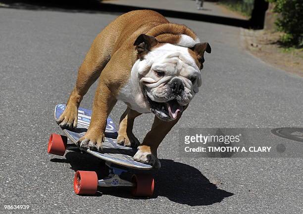 Tillman, the world�s fastest skateboarding canine gets in some practice runs in Central Park April 23, 2010 in New York before he competes at �Bark...