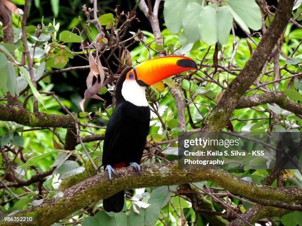 yeah, i am awesome toucan - toco toucan stock pictures, royalty-free photos & images