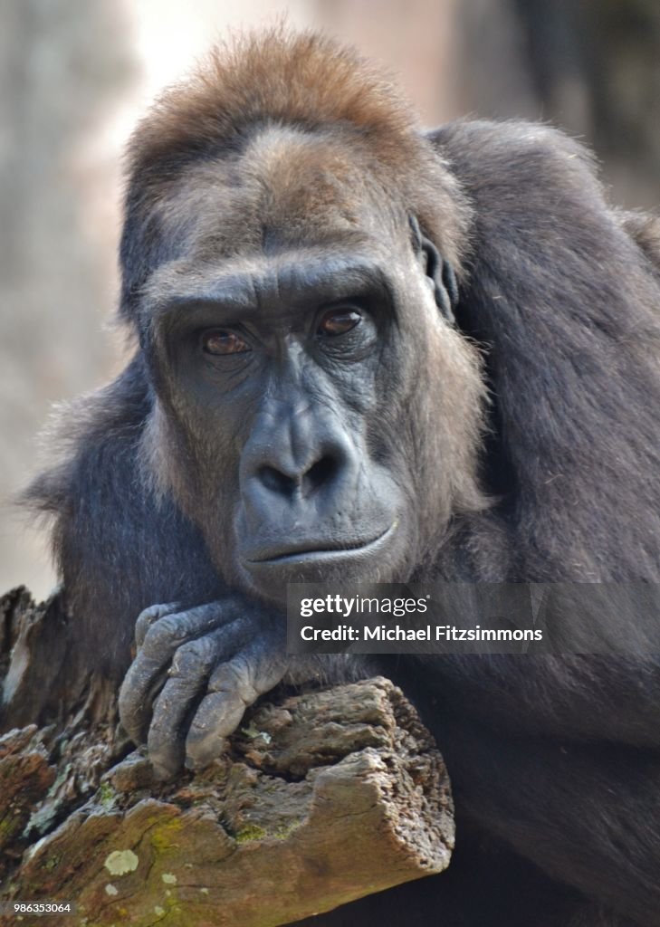 Gorilla