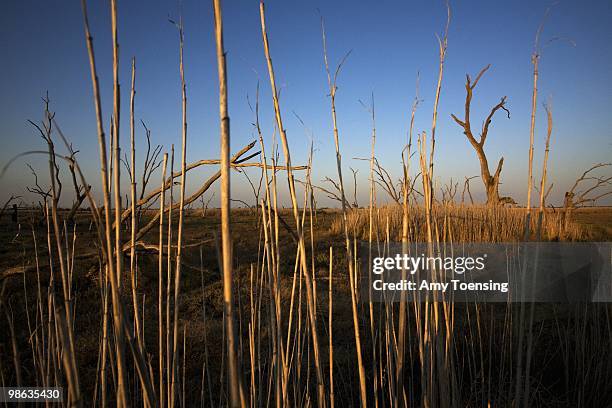 Ancient River Red Gum trees and small patches of dried out reeds stand dead from a lack of water October 7, 2007 in the Macquarie Marshes in New...