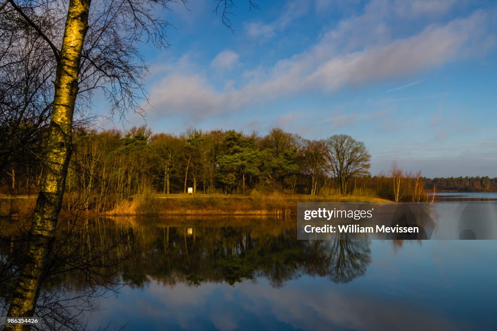 Birch Tree View