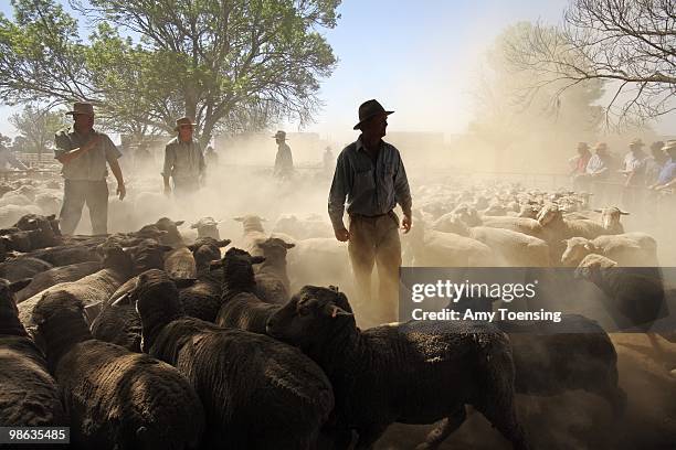 Roughly 40,000 Sheep are auctioned off at Elders / Landmark Saleyards October 19, 2007 in Hay New South Wales, Australia. While sheep auctions are...