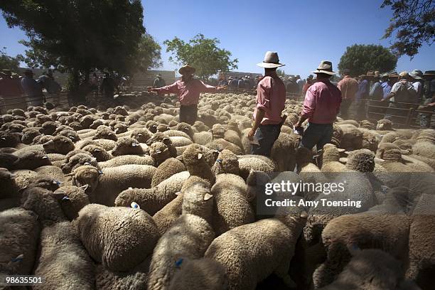 Roughly 40,000 Sheep are auctioned off at Elders / Landmark Saleyards October 19, 2007 in Hay New South Wales, Australia. While sheep auctions are...