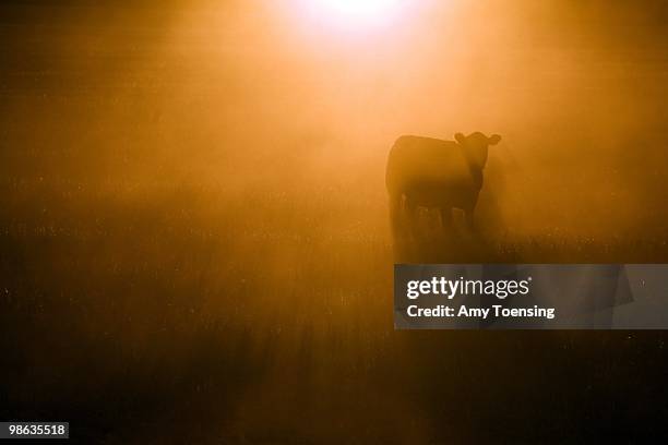 Sheep and cattle are put out to graze a failed a wheat crop October 17, 2007 in Hay, New South Wales, Australia. Many farmers will make the best of a...