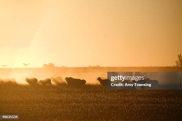 Sheep and cattle are put out to graze a failed a wheat crop October 17, 2007 in Hay, New South Wales, Australia. Many farmers will make the best of a...