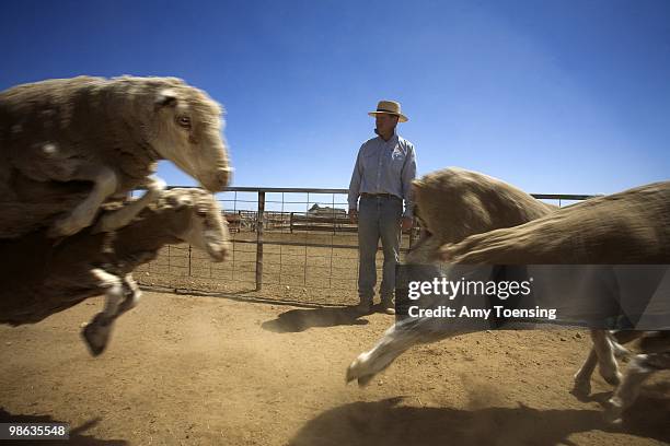 Roughly 40,000 Sheep are auctioned off at Elders / Landmark Saleyards October 19, 2007 in Hay New South Wales, Australia. While sheep auctions are...