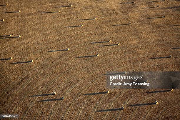 Bails of hay lay in a field October 12, 2007 near Mildura, Victoria, Australia. Most wheat crops failed in 2007 and many farmers cut their losses by...