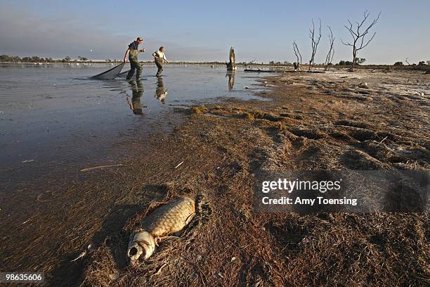Ian Ellis and a colleague from the Murray-Darling Freshwater Research Centre search for Murray Hardyhead fish in the waters of Lake Hawthorn October...