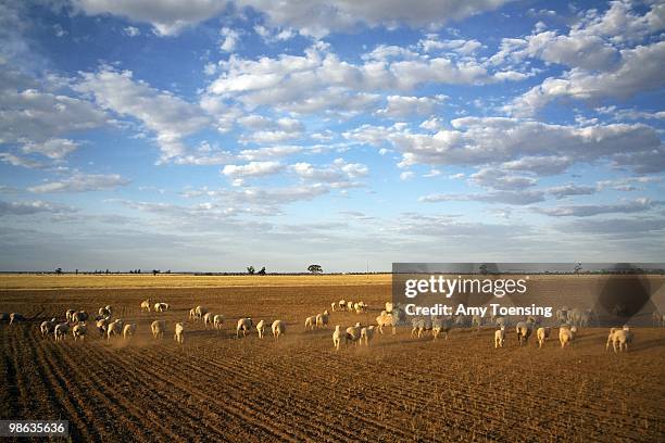 Sheep and cattle are put out to graze a failed a wheat crop October 22, 2007 in Barellan, New South Wales, Australia. Many farmers will make the best...